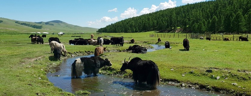 Гори, ливади, пасища